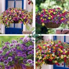 'Kabloom' Calibrachoa Mixed Bonsai Hanging Petunia 400 Seeds