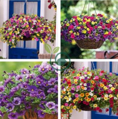 'Kabloom' Calibrachoa Mixed Bonsai Hanging Petunia 400 Seeds