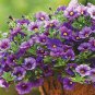 'Kabloom' Calibrachoa Mixed Bonsai Hanging Petunia 400 Seeds