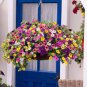 'Kabloom' Calibrachoa Mixed Bonsai Hanging Petunia 400 Seeds
