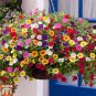 'Kabloom' Calibrachoa Mixed Bonsai Hanging Petunia 400 Seeds
