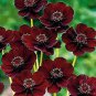 Chocolate Cosmos Plant 100 Seeds