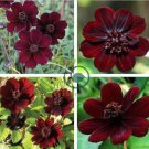 Chocolate Cosmos Plant 200 Seeds