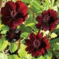 Chocolate Cosmos Plant 200 Seeds