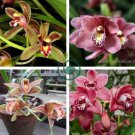 Rare Cymbidium Orchid Plant African Cymbidiums Flores 200 Seeds