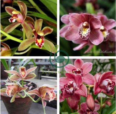 Rare Cymbidium Orchid Plant African Cymbidiums Flores 200 Seeds