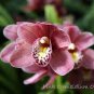 Rare Cymbidium Orchid Plant African Cymbidiums Flores 200 Seeds