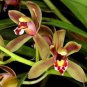 Rare Cymbidium Orchid Plant African Cymbidiums Flores 200 Seeds
