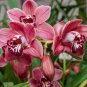 Rare Cymbidium Orchid Plant African Cymbidiums Flores 200 Seeds