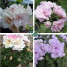 Geranium Pink White Double Petals Perennial Flower 20 seeds