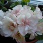 Geranium Pink White Double Petals Perennial Flower 20 seeds