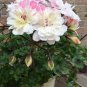 Geranium Pink White Double Petals Perennial Flower 20 seeds