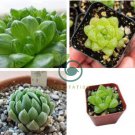 Haworthia cymbiformis var. obtusa 20 Seeds