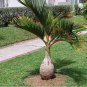 Exotic Bottle Palm 40 Seeds