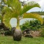 Exotic Bottle Palm 40 Seeds
