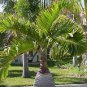 Exotic Bottle Palm 40 Seeds