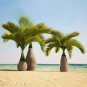 Exotic Bottle Palm 40 Seeds