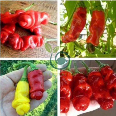 Chill Red Hot Peter Pepper 400 Seeds