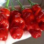 Chill Red Hot Peter Pepper 400 Seeds