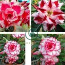 Milky White & Deep Red Adenium Garden Flower 4 Seeds