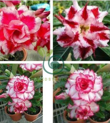 Milky White & Deep Red Adenium Garden Flower 4 Seeds