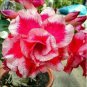 Milky White & Deep Red Adenium Garden Flower 4 Seeds