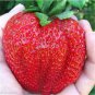 Rarest Heirloom Super Giant Japan Red Strawberry 200 seeds