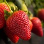 Rarest Heirloom Super Giant Japan Red Strawberry 200 seeds