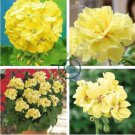 'Goden Years Appleblossom' Geranium Flowers Seeds Yellow Orange 20 Seeds