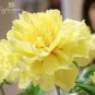 'Goden Years Appleblossom' Geranium Flowers Seeds Yellow Orange 20 Seeds