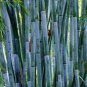 Blue Bamboo 200 Seeds