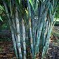 Blue Bamboo 200 Seeds