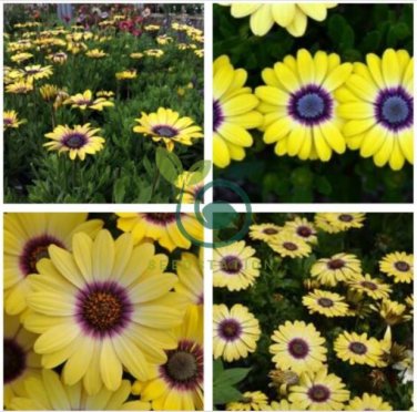 'Blue-eyed Beauty' African Daisy Seeds Fantastic Annual Gerbera jamesonii Flowers 20 seeds