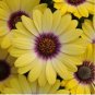 'Blue-eyed Beauty' African Daisy Seeds Fantastic Annual Gerbera jamesonii Flowers 20 seeds