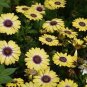 'Blue-eyed Beauty' African Daisy Seeds Fantastic Annual Gerbera jamesonii Flowers 20 seeds