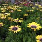 'Blue-eyed Beauty' African Daisy Seeds Fantastic Annual Gerbera jamesonii Flowers 200 seeds