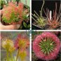 Rare Colorful Drosera Peltata Potted Plant 200 Seeds