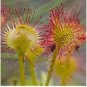 Rare Colorful Drosera Peltata Potted Plant 200 Seeds