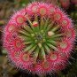 Rare Colorful Drosera Peltata Potted Plant 200 Seeds