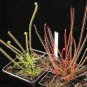 Rare Colorful Drosera Peltata Potted Plant 200 Seeds