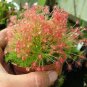 Rare Colorful Drosera Peltata Potted Plant 200 Seeds