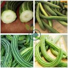 Cucumber Armenia Vegetable 100 seeds