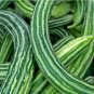 Cucumber Armenia Vegetable 100 seeds