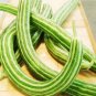 Cucumber Armenia Vegetable 100 seeds