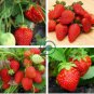 Middle-sized Red Climbing Strawberry Fruits 200 Seeds