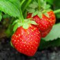 Middle-sized Red Climbing Strawberry Fruits 200 Seeds