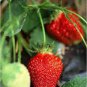 Middle-sized Red Climbing Strawberry Fruits 200 Seeds