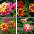 Pink Yellow Lantana Camara Perennial Flowers 20 Seeds