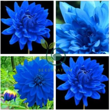 Rare Blue Dahlia Flower 100 seeds