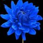 Rare Blue Dahlia Flower 100 seeds